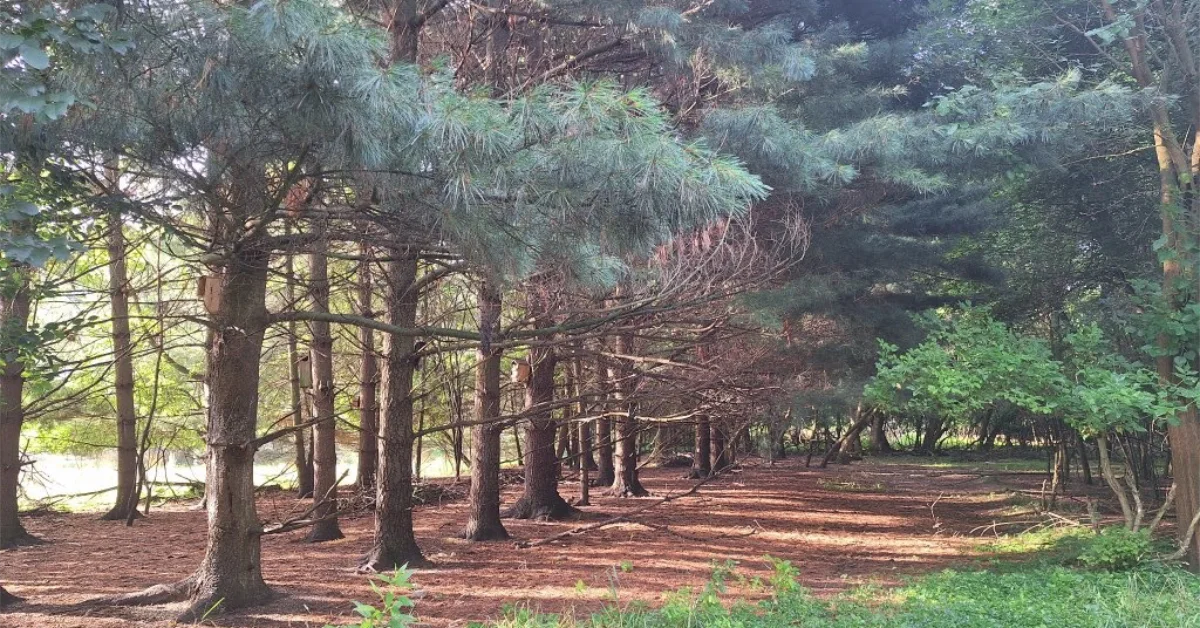 Nottingham Nature Nook July Blog (2025)