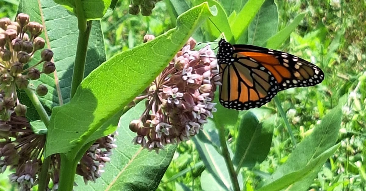 The Seeds of Change The Seeds of Change