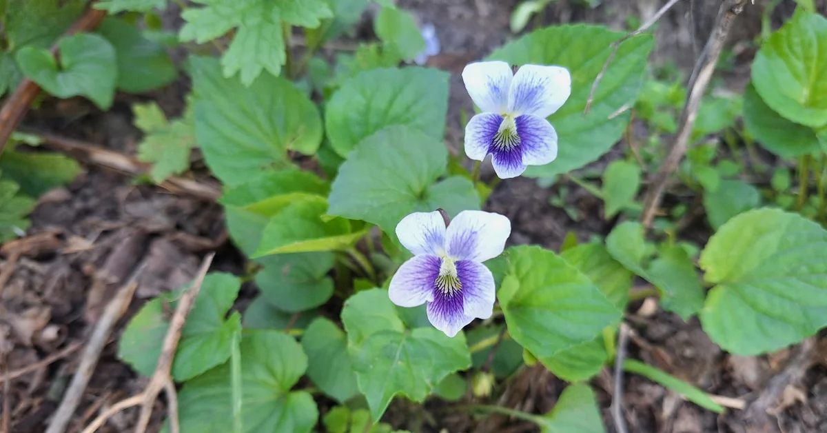 The Seeds of Change